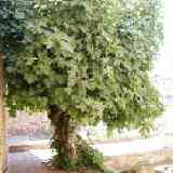 Click para ampliar. Cáceres - Higuera milenaria